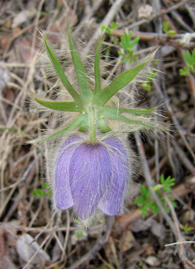 Изображение особи Pulsatilla ajanensis.