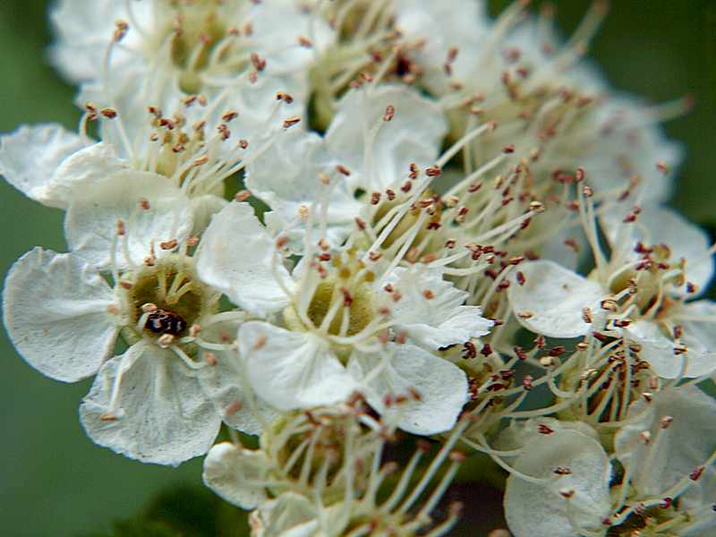 Image of Crataegus sanguinea specimen.