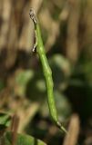 Raphanus raphanistrum