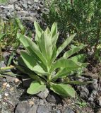 Verbascum thapsus. Молодое растение. Архангельская обл., Вельский р-н, окр. пос. Усть-Шоноша, ж.-д. насыпь у р. Вель. 29.06.2011.