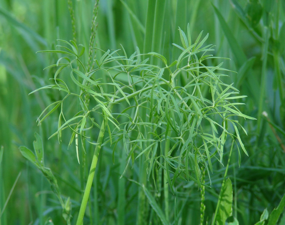 Image of Cenolophium fischeri specimen.