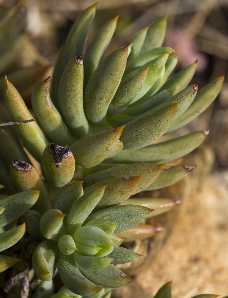 Image of Sedum sediforme specimen.