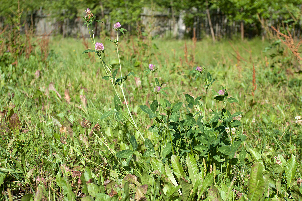 Изображение особи Trifolium pratense.