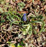 Muscari neglectum