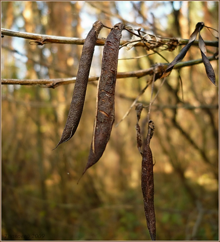 Image of Caragana arborescens specimen.