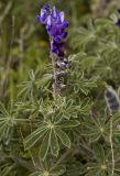 Lupinus pilosus