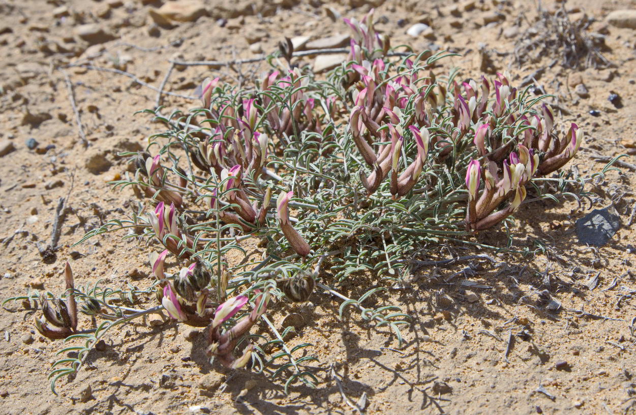 Изображение особи Astragalus erioceras.