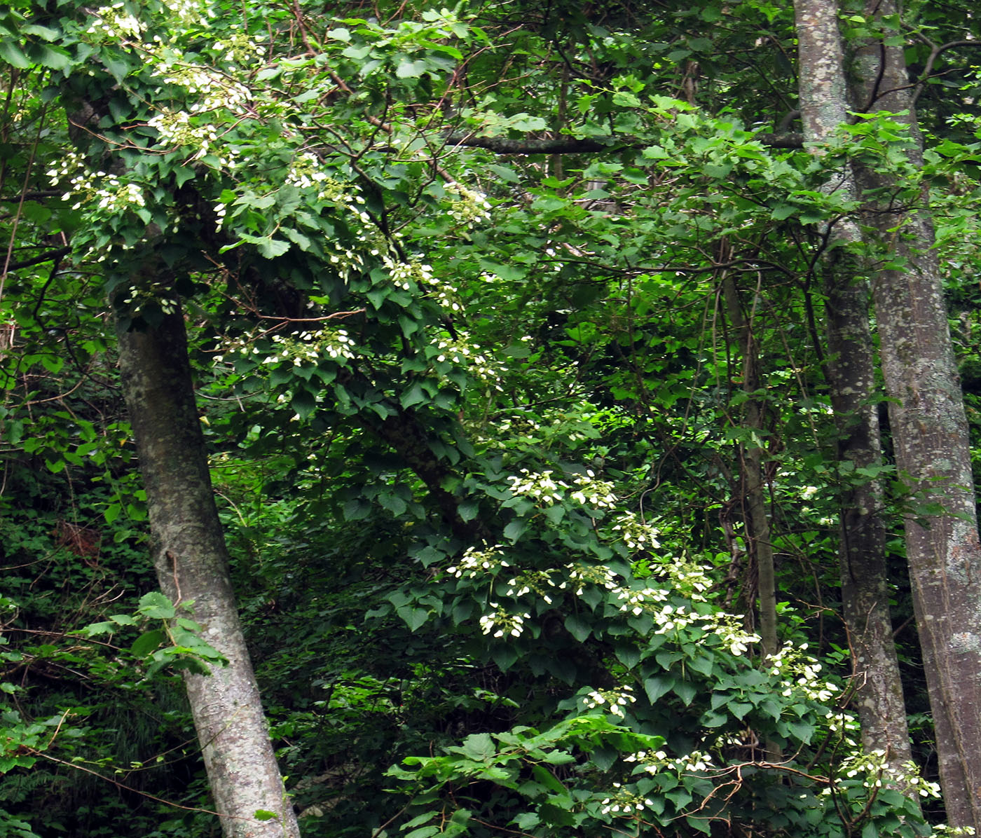 Image of Schizophragma hydrangeoides specimen.