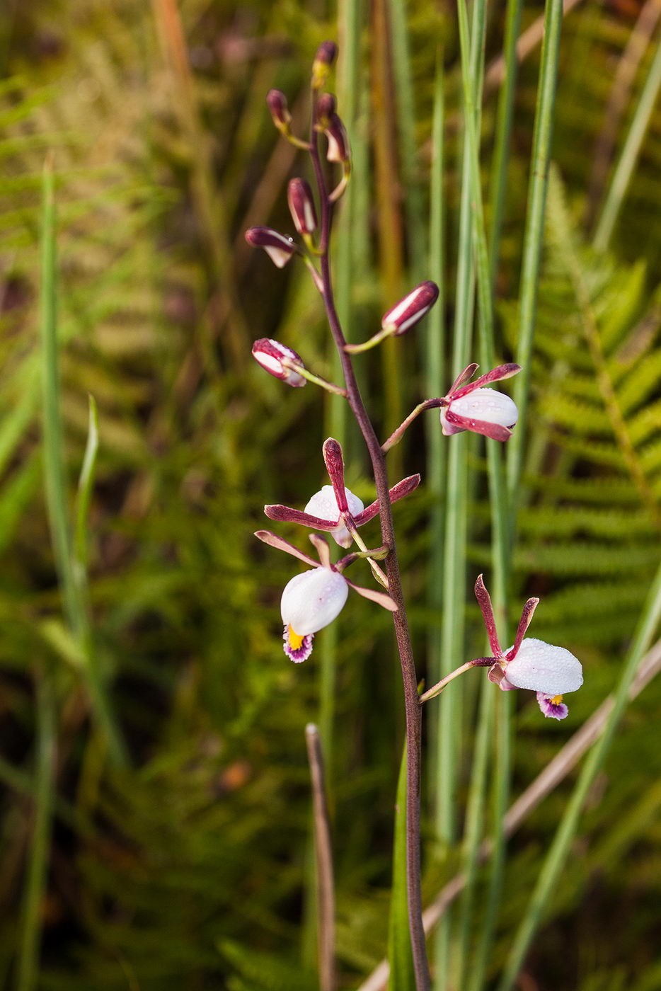 Image of genus Eulophia specimen.