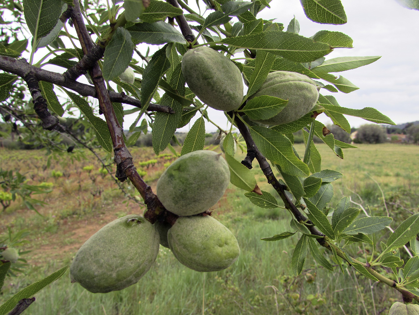 Изображение особи Amygdalus communis.