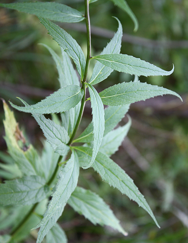 Изображение особи Adenophora liliifolia.