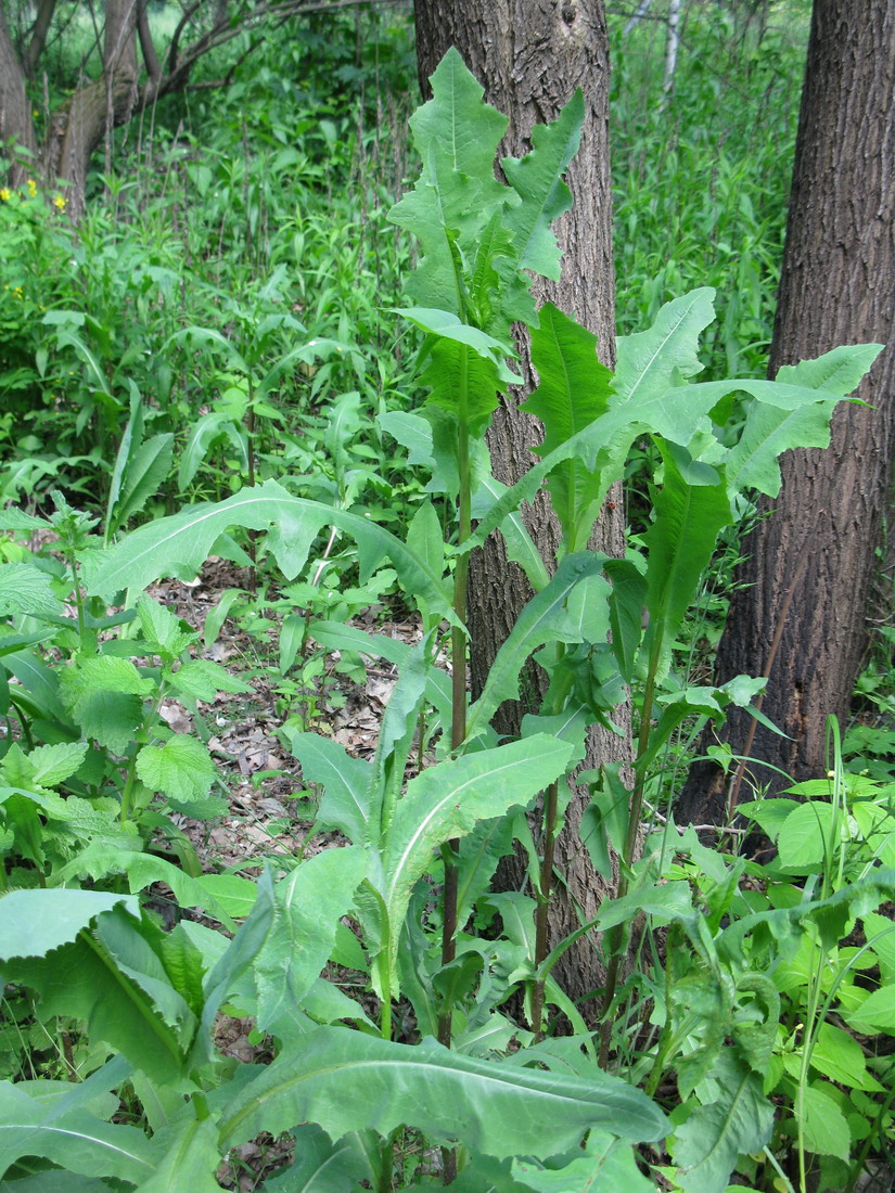 Изображение особи Lactuca serriola.