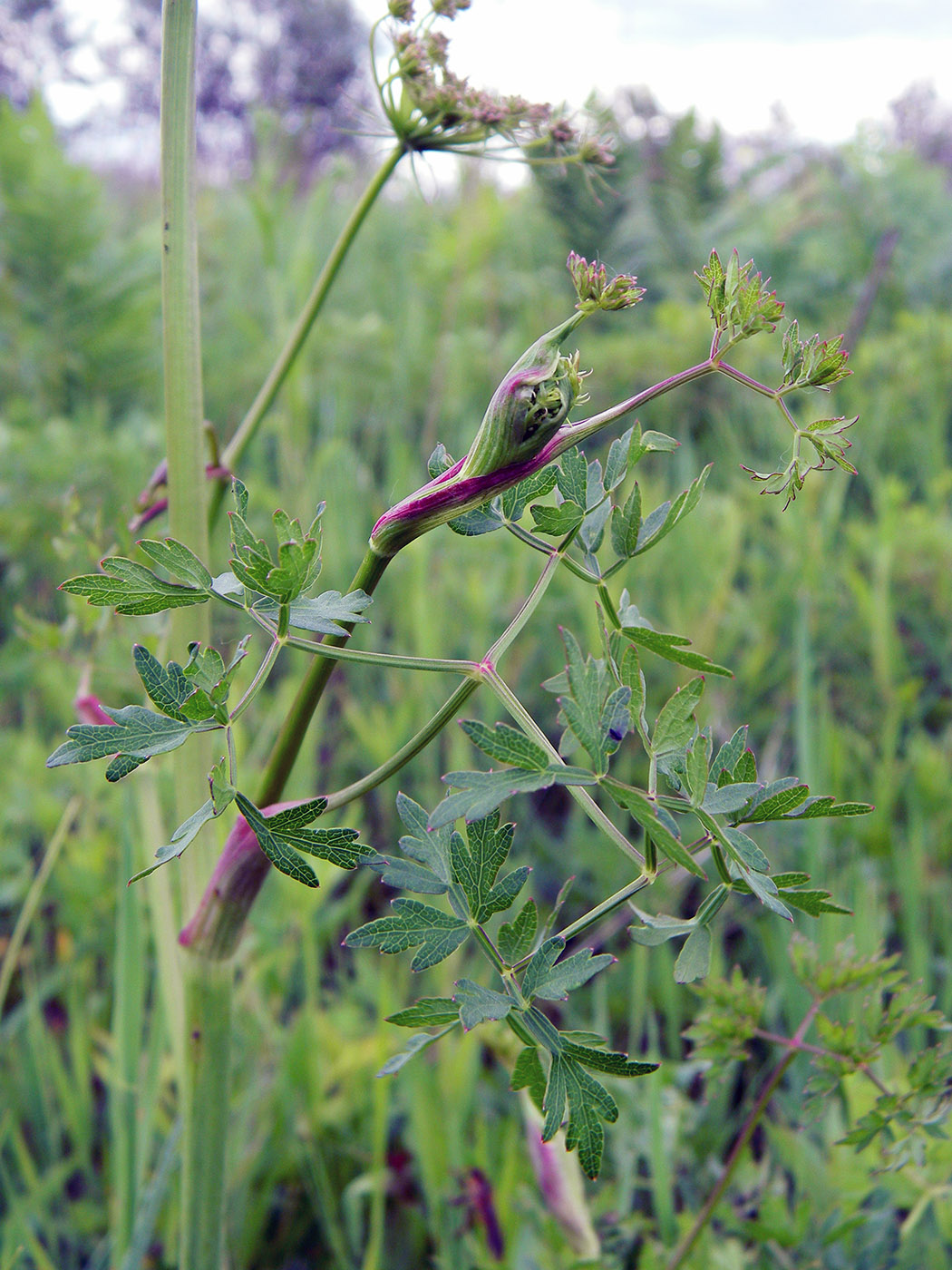 Image of Peucedanum oreoselinum specimen.