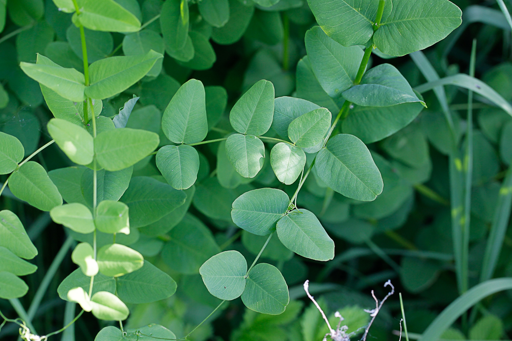 Изображение особи Vicia pisiformis.