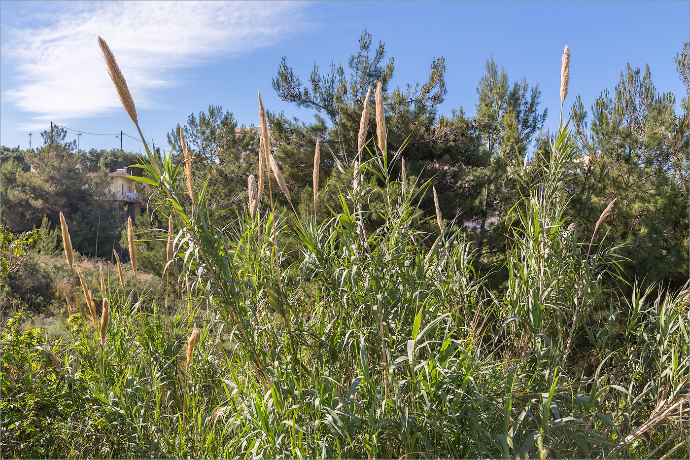 Изображение особи Arundo donax.