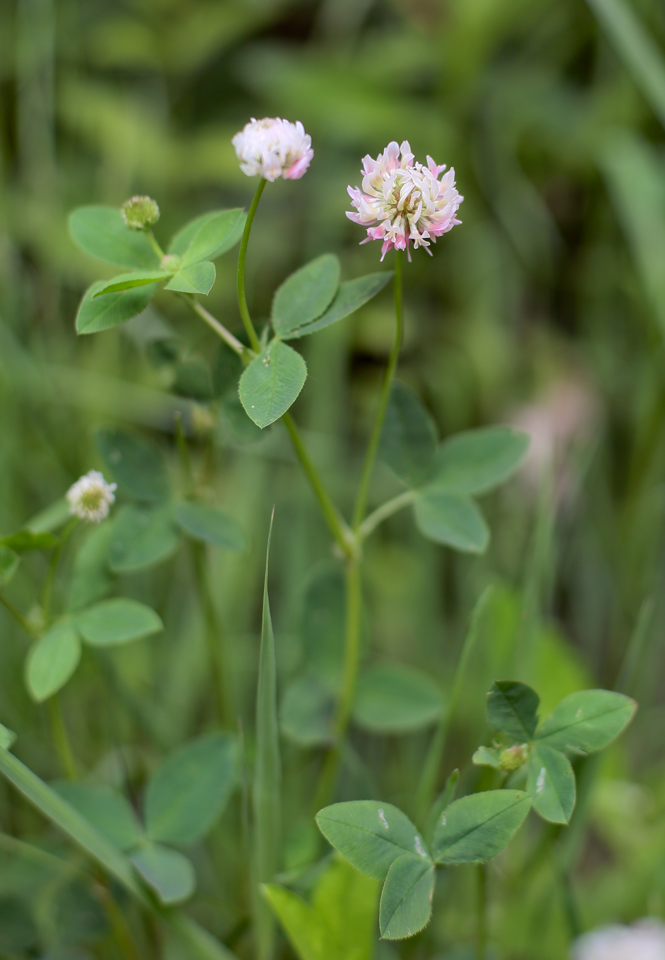 Image of Trifolium hybridum specimen.