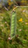 Lathyrus hirsutus. Плод. Республика Адыгея, Майкопский р-н, окр. хутора Дьяков, сырой луг возле пруда. 25.06.2016.