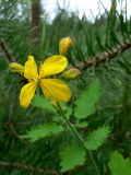 Chelidonium majus