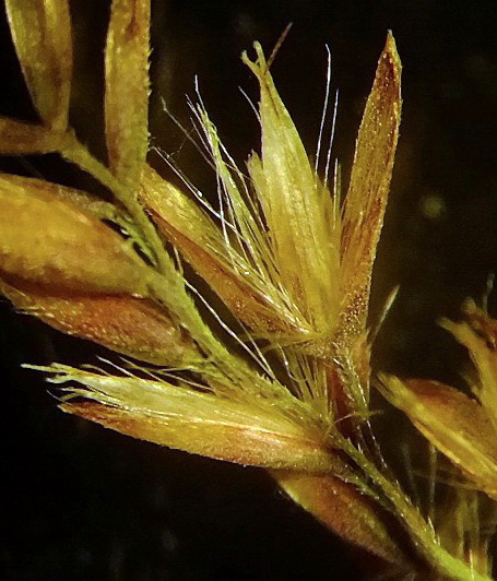 Image of Calamagrostis amurensis specimen.