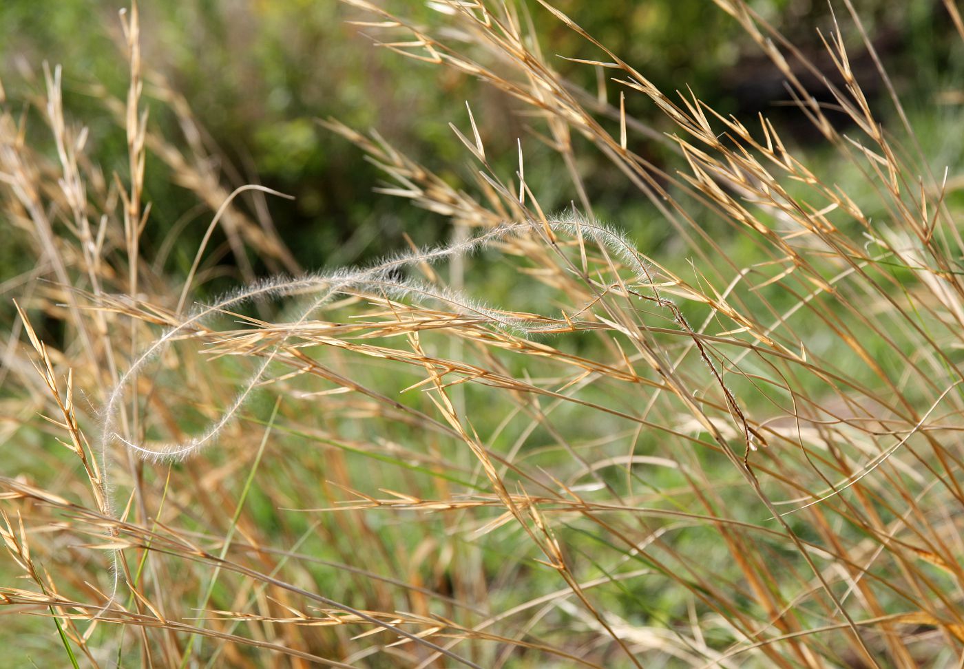 Изображение особи Stipa adoxa.