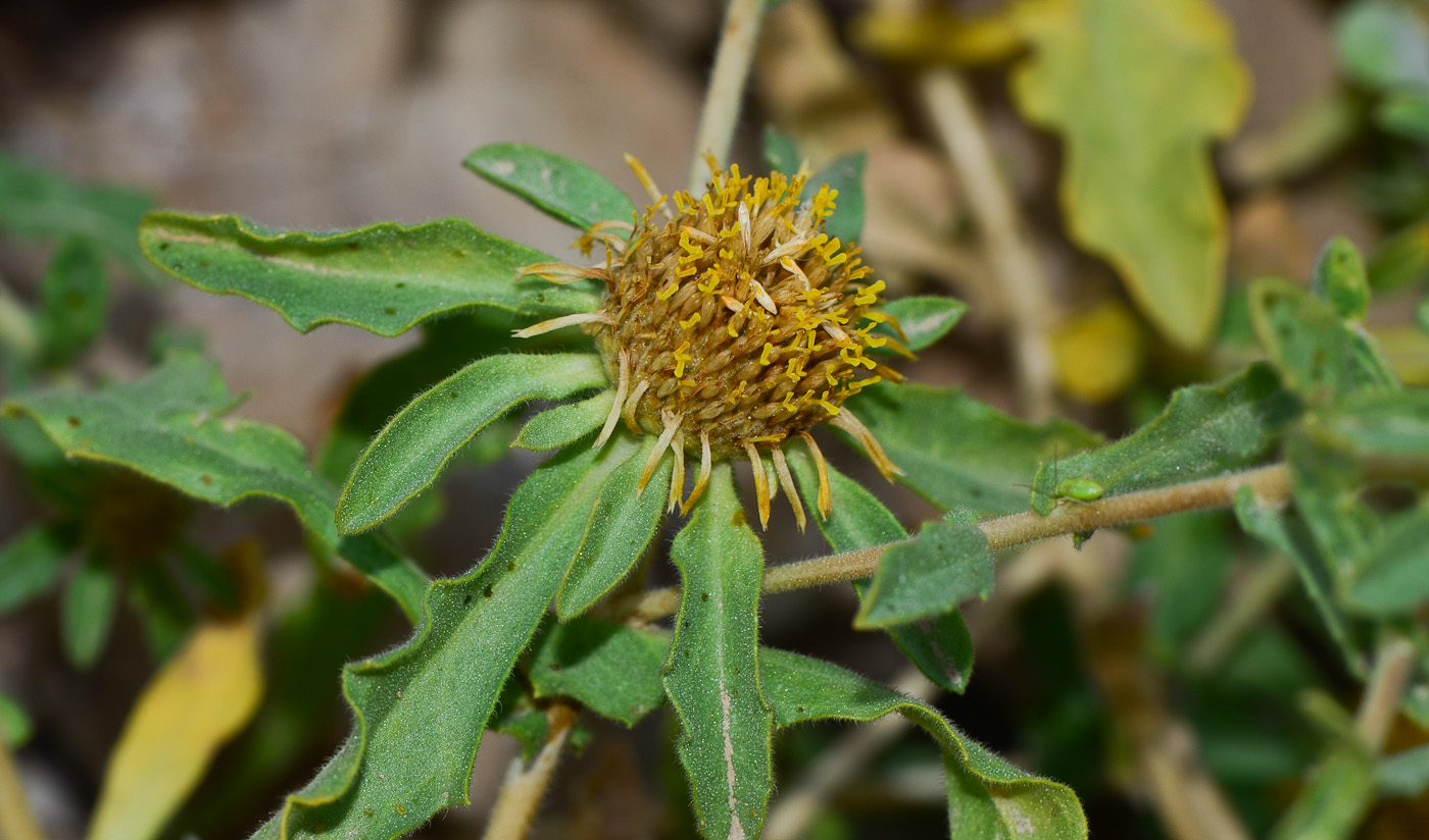 Изображение особи Asteriscus graveolens.