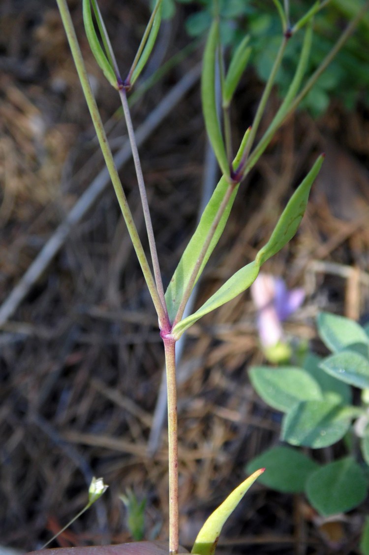 Image of Gypsophila elegans specimen.