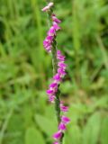 Spiranthes australis. Часть соцветия. Приморье, окр. г. Находка, на лесной поляне. 06.08.2016.