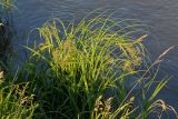 Scirpus sylvaticus