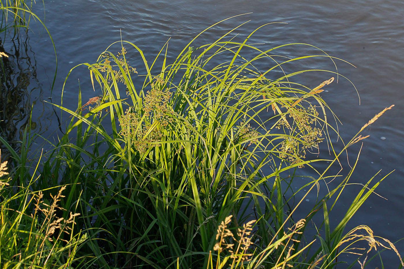 Изображение особи Scirpus sylvaticus.