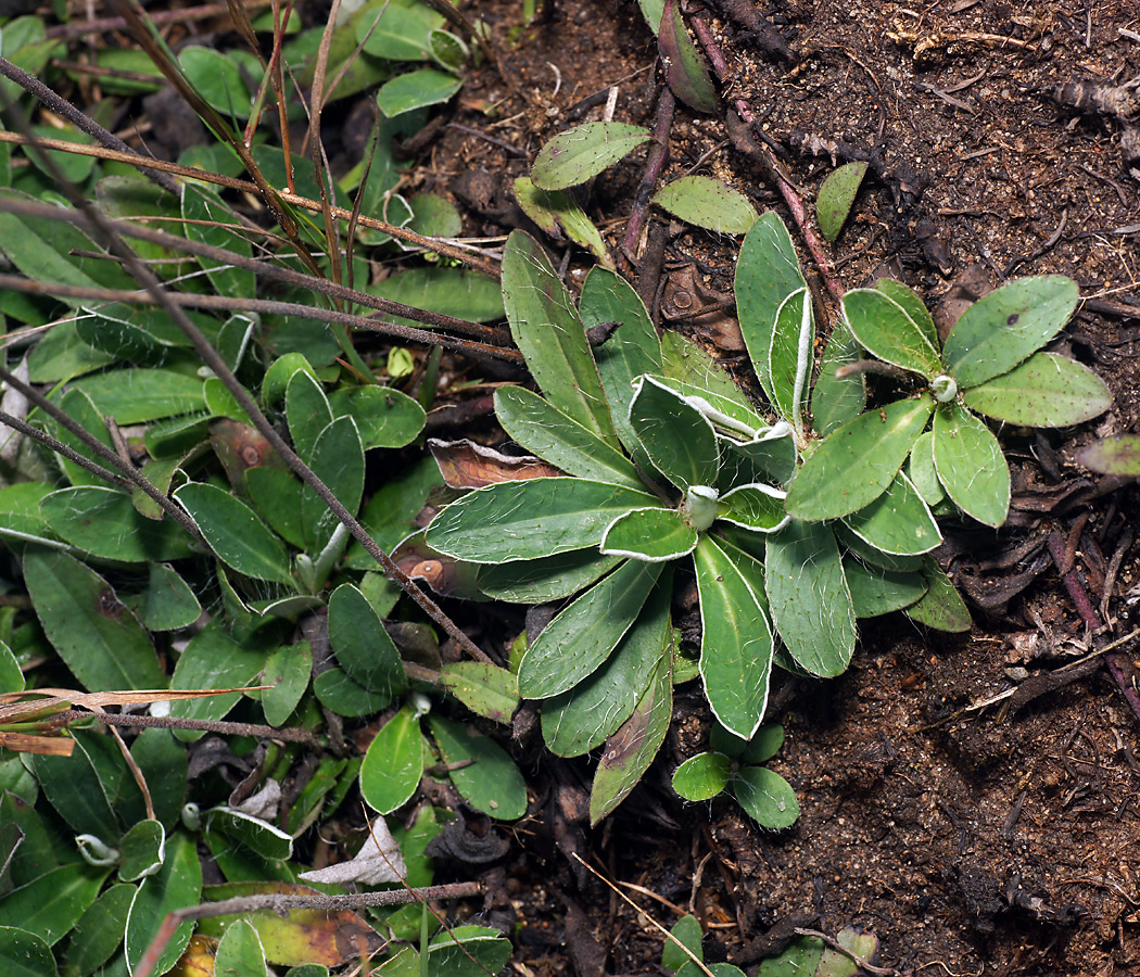 Изображение особи Pilosella officinarum.