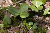 Menyanthes trifoliata. Вегетирующее растение. Тверская обл., Кимрский р-н, кустарничково-сфагновый сосняк возле оз. Тпруно. 01.06.2015.