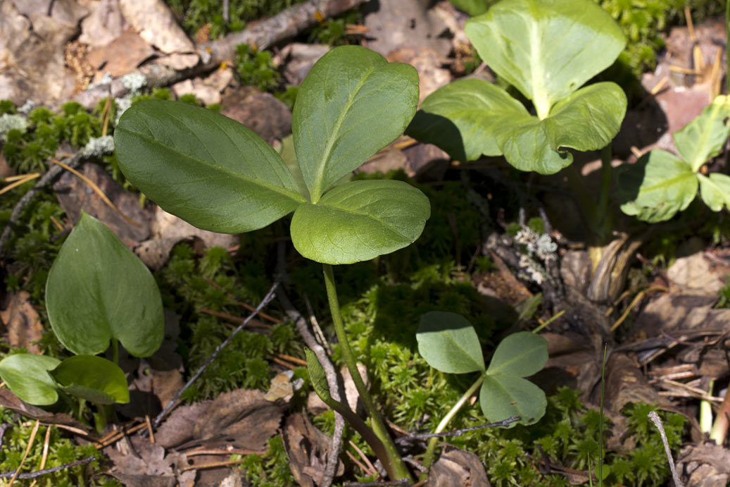 Image of Menyanthes trifoliata specimen.