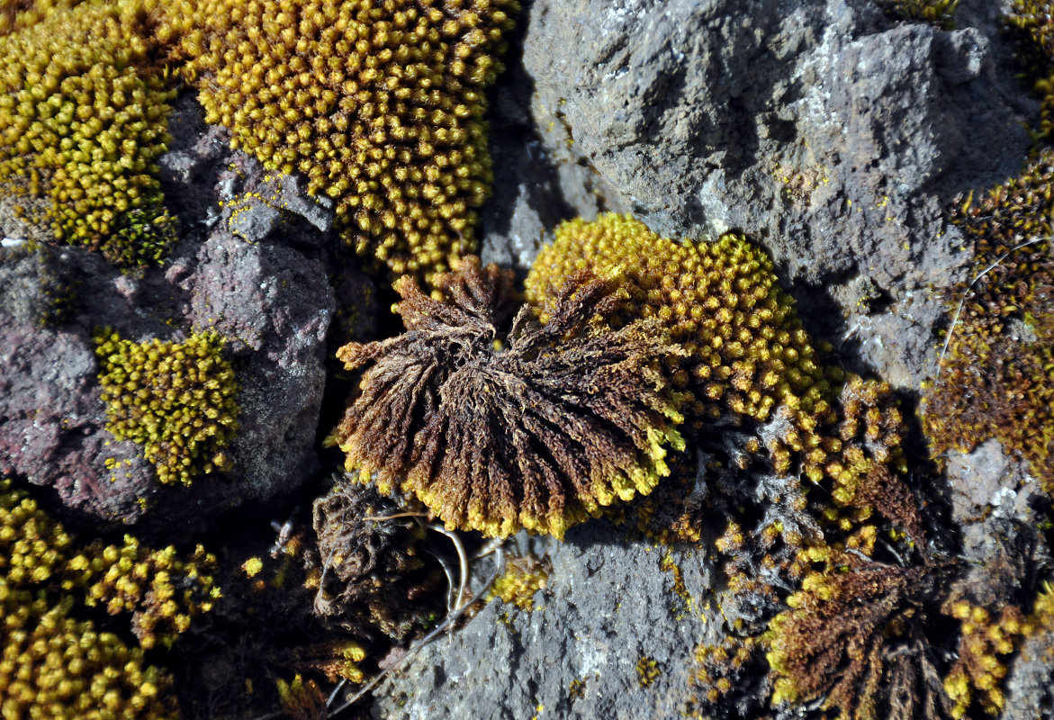 Изображение особи Grimmia torquata.