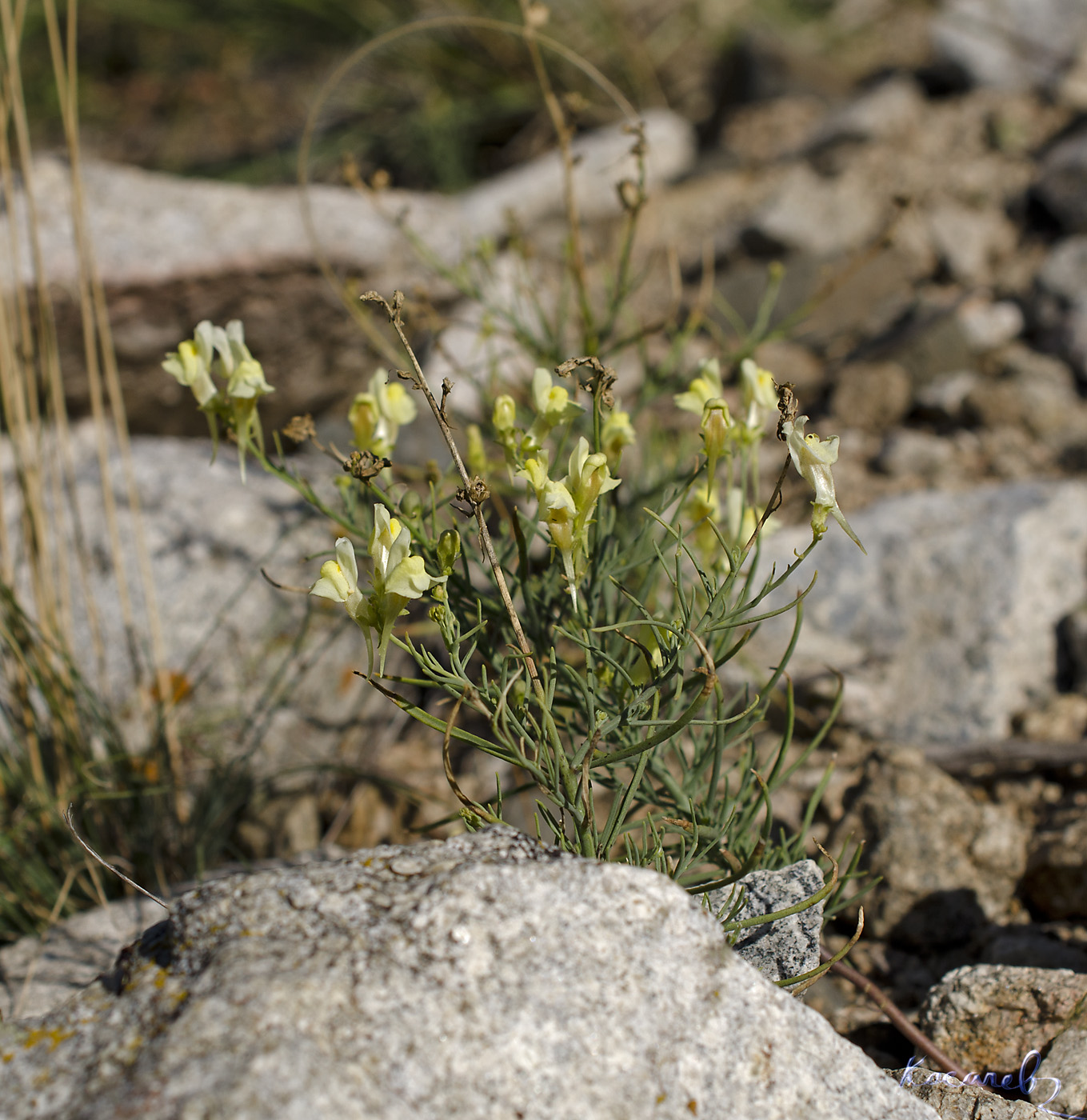 Image of Linaria altaica specimen.
