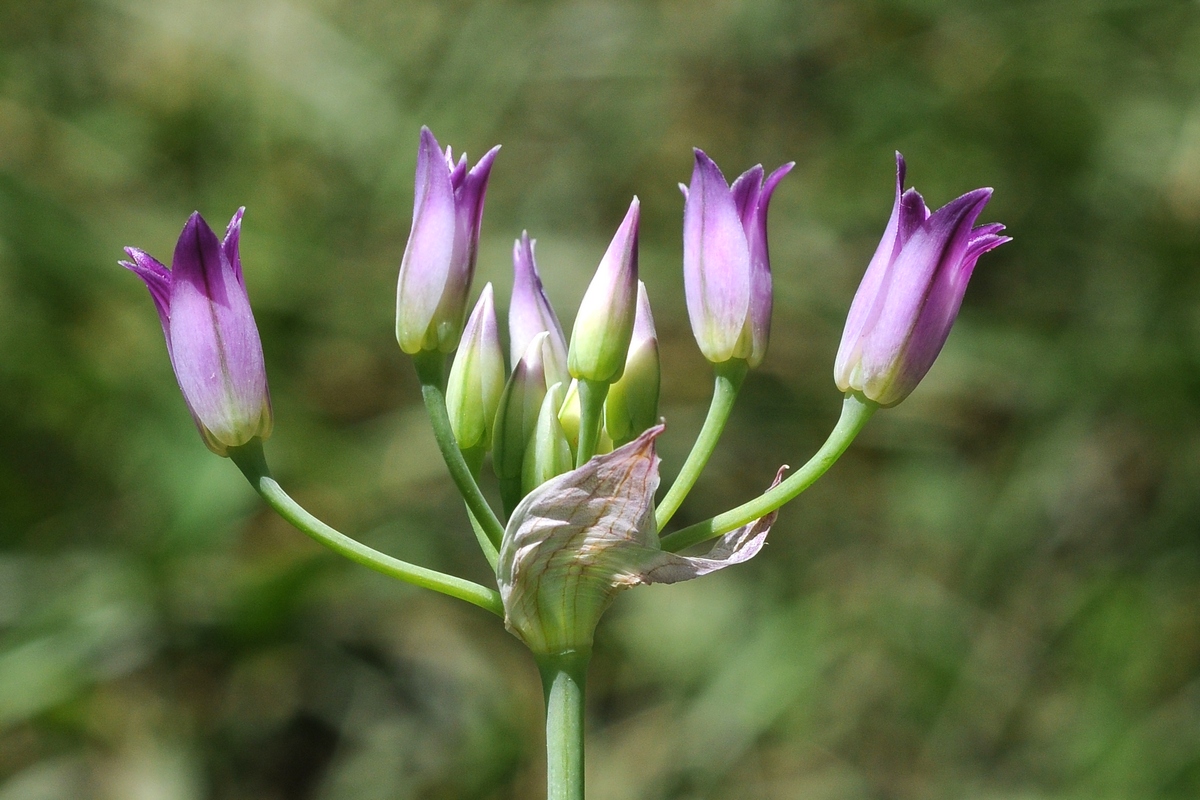 Изображение особи Allium bolanderi var. mirabile.