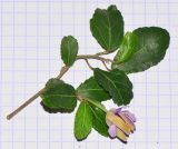 Image of taxon representative. Author is Татьяна Мальчинская