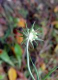 Scabiosa ochroleuca. Верхушка расцветающего растения (вид со стороны обёртки). Литва, лeвый берег Немана на границе с Белоруссией, лес Бугеда. 04.11.2016.