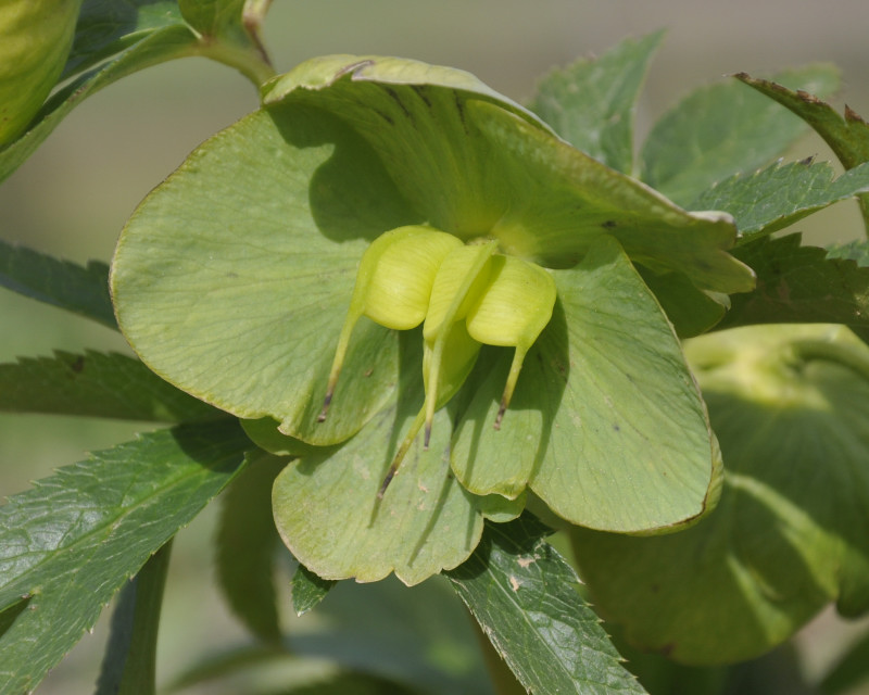 Изображение особи Helleborus cyclophyllus.