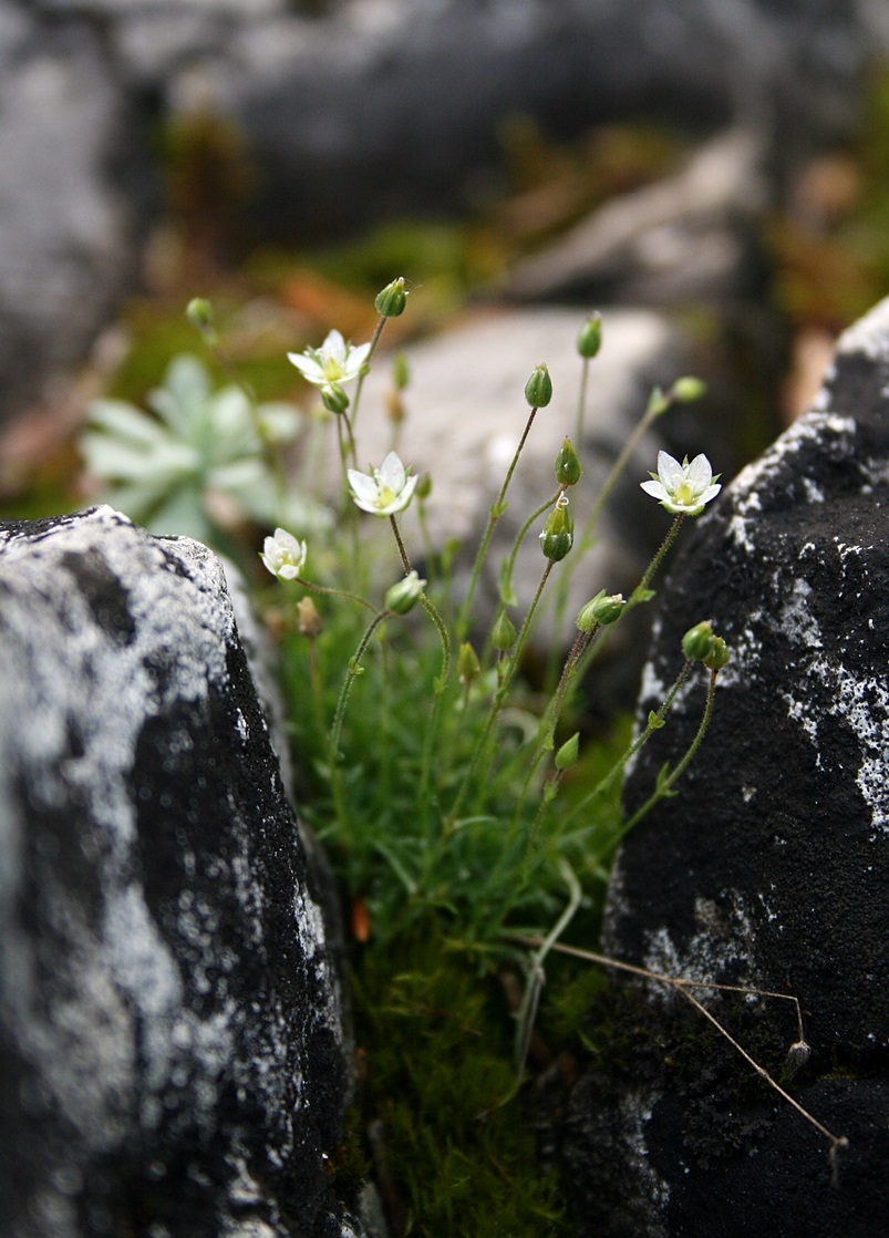 Image of Minuartia uralensis specimen.