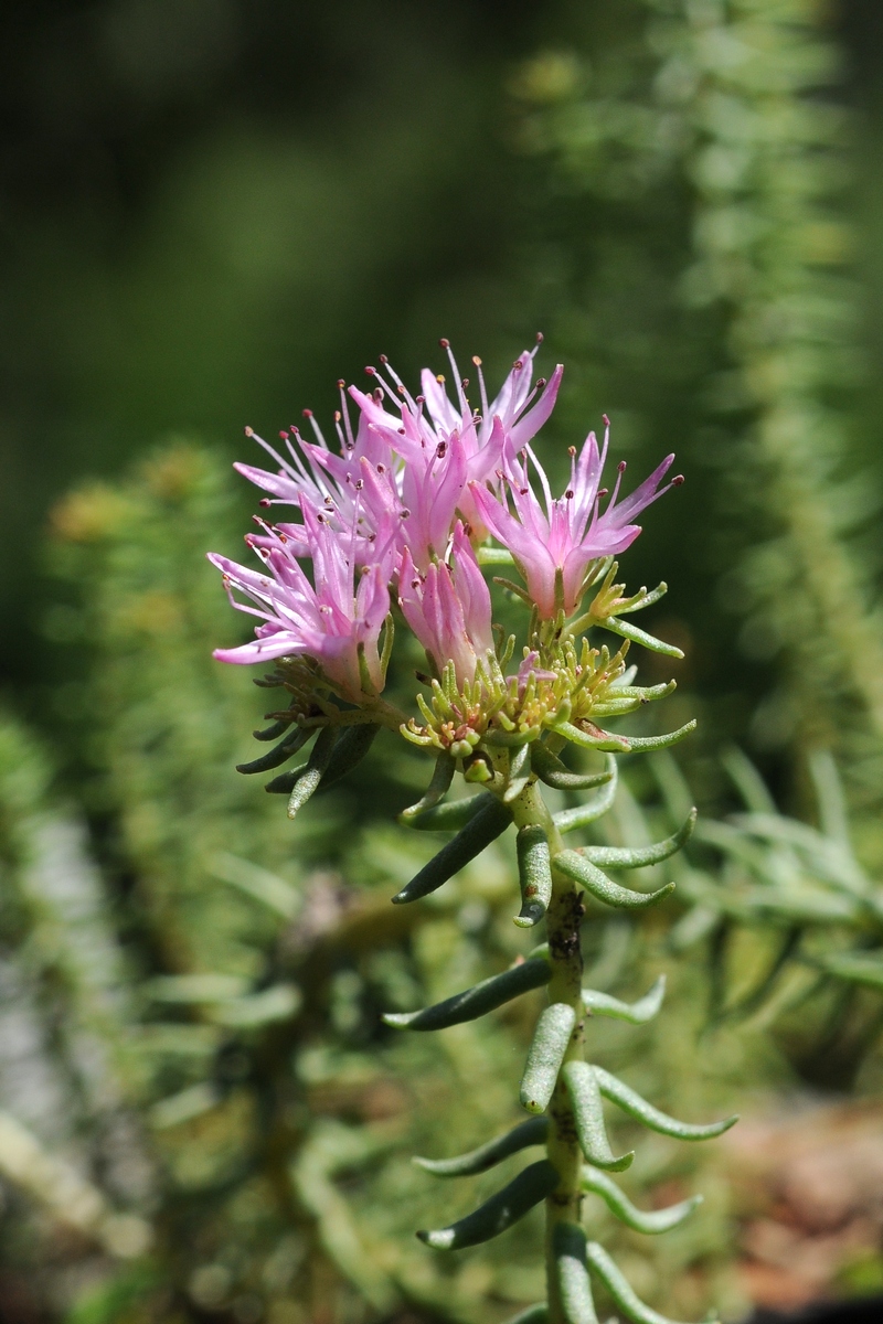 Image of Pseudosedum ferganense specimen.