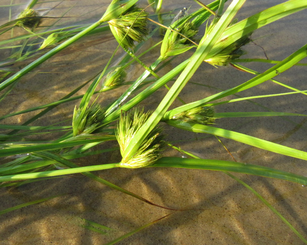 Image of Carex bohemica specimen.