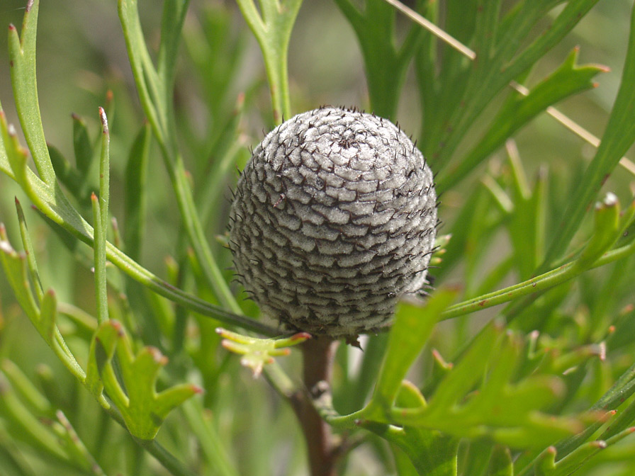 Изображение особи Isopogon anemonifolius.