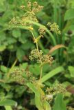 Bupleurum longiradiatum