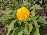 Helianthus annuus. Цветущее растение (низкорослый культивар). Коми, г. Сыктывкар, газон, в культуре. 28.07.2015.