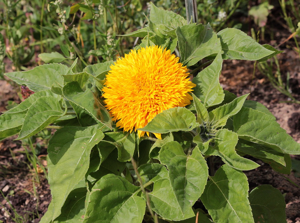 Изображение особи Helianthus annuus.