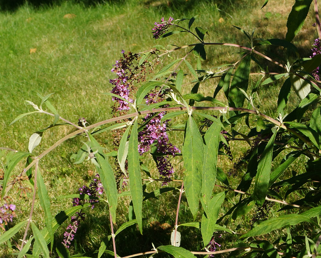 Image of Buddleja davidii specimen.