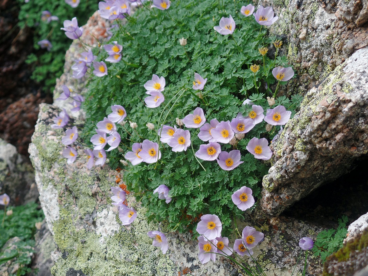 Изображение особи Paraquilegia microphylla.