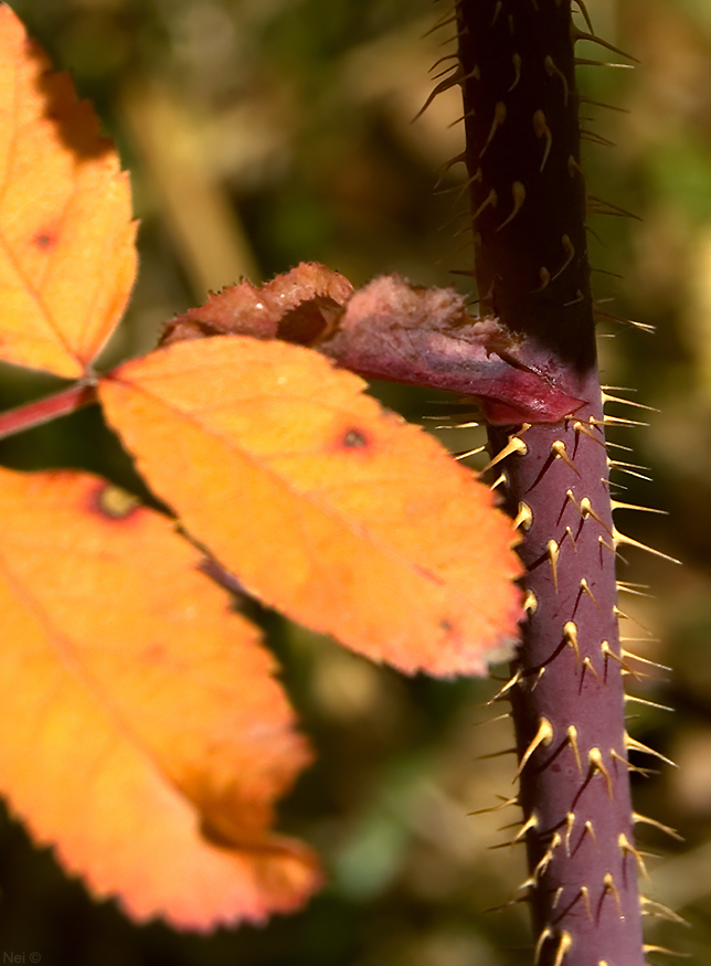 Image of Rosa cinnamomea specimen.