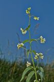 Image of taxon representative. Author is Раду Страту
