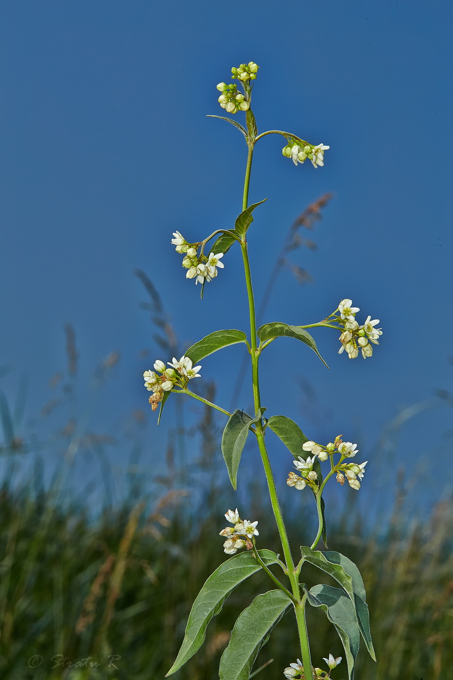 Image of Vincetoxicum hirundinaria specimen.